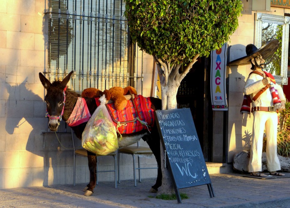 not our friend Tim but I have a feeling that his ranchito might house a few of these critters