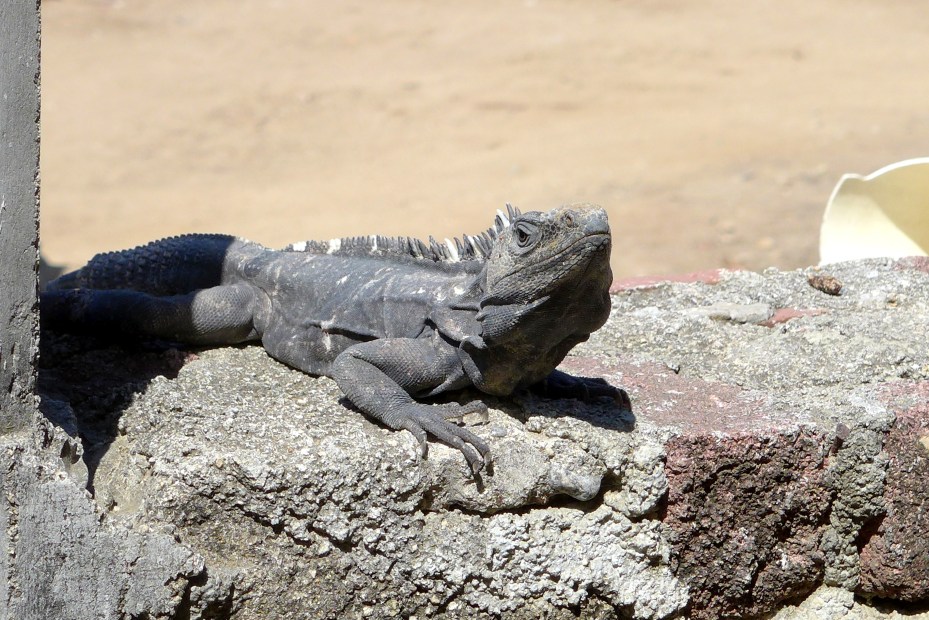 the locals keep an eye on us tourists