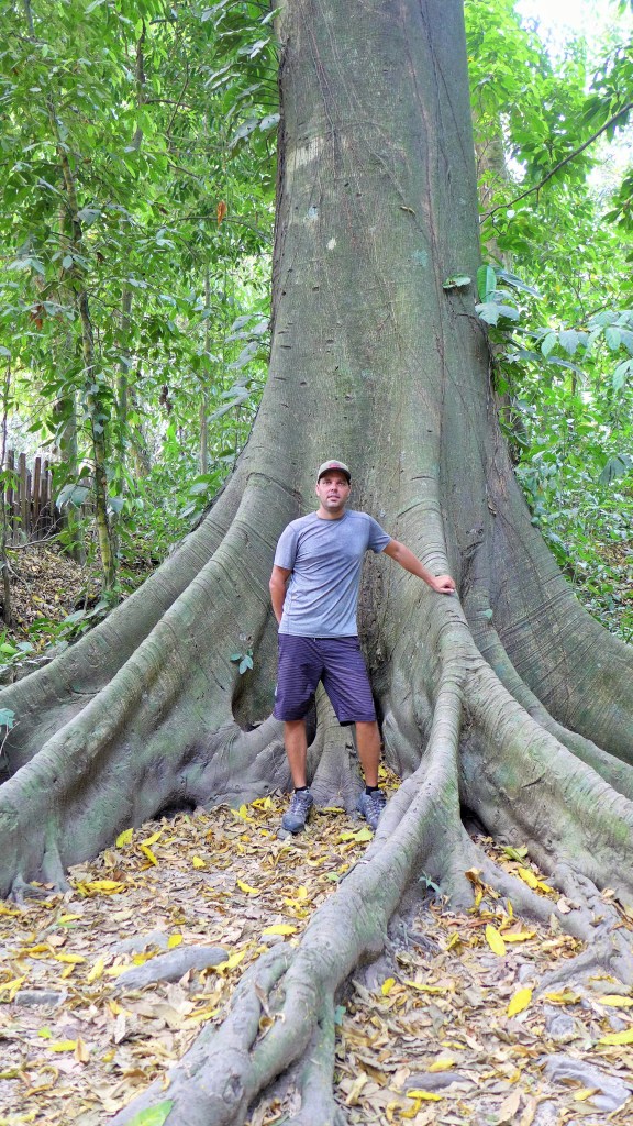 big trees throughout the park