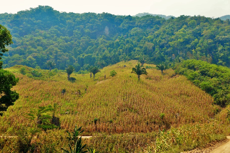 many fields of corn crops like this one planted high up into the mountain hills by Oax and human hands only