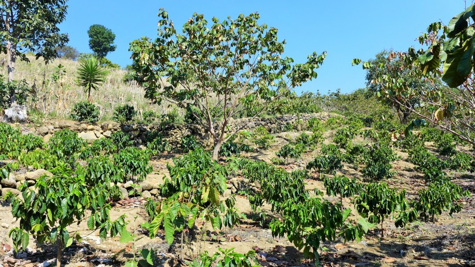 another coffee finca