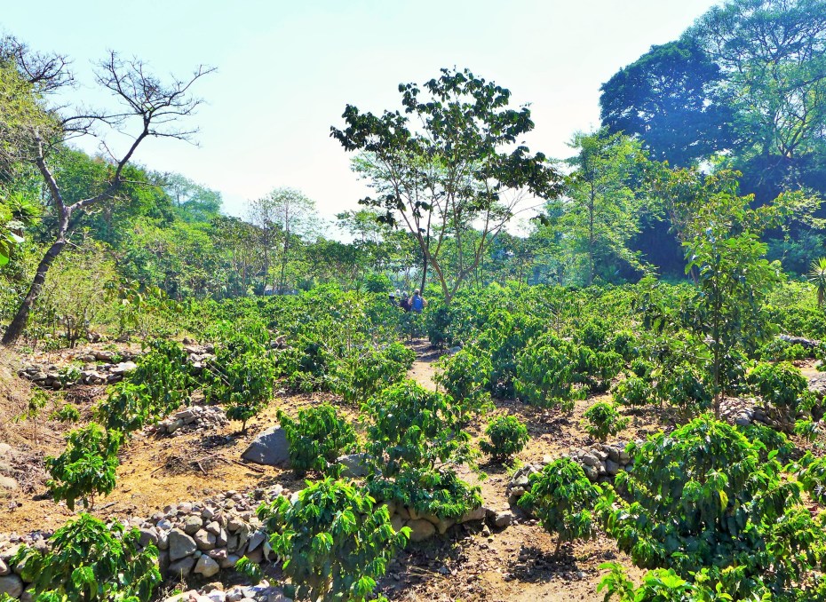 The coffee bean plant grows well here