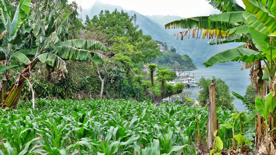 growing corn by the lakes edge