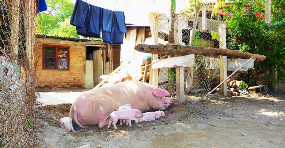 busy momma making baby bacon
