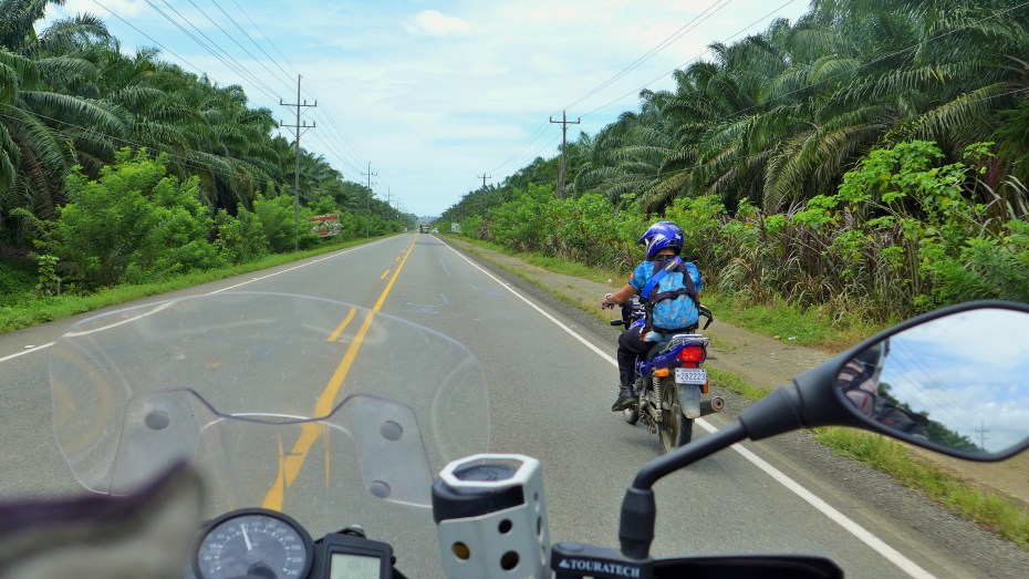 kilometers and kilometers of palm tree farms lined this stretch of highway