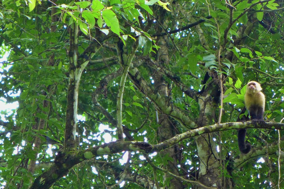 monkeys played in the trees