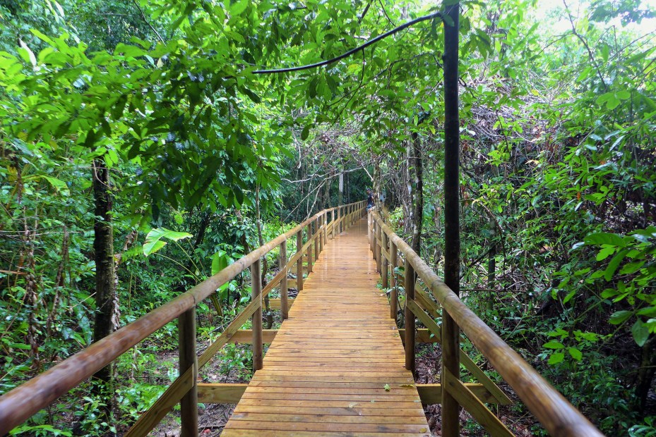 the trails wound threw the jungle