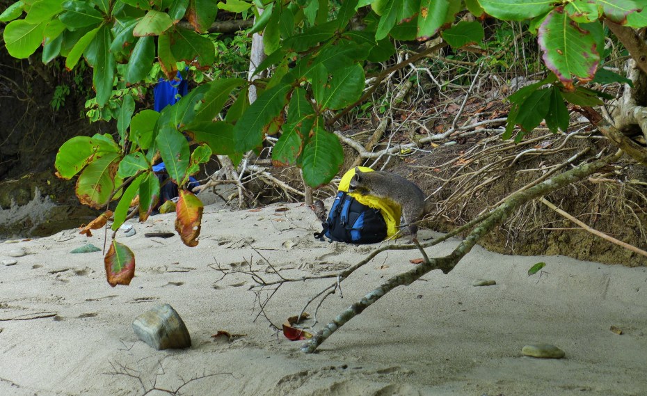 The banditos of manual antonio park