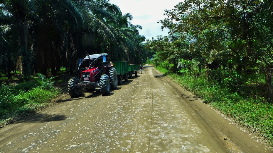bug business hauling palm tree nuts
