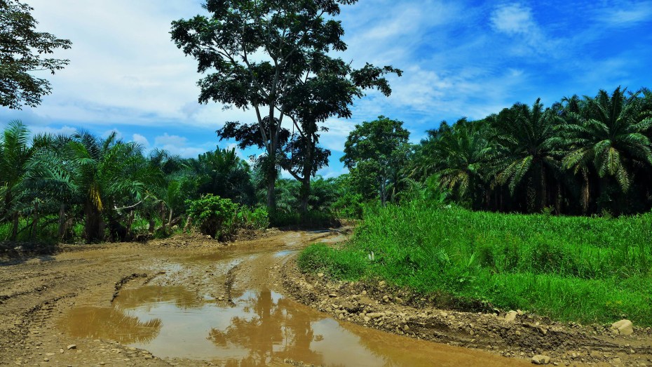 heading deeper into palm tree farm land