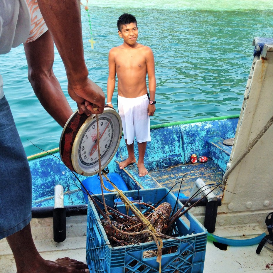 doesn't get fresher then this lobster