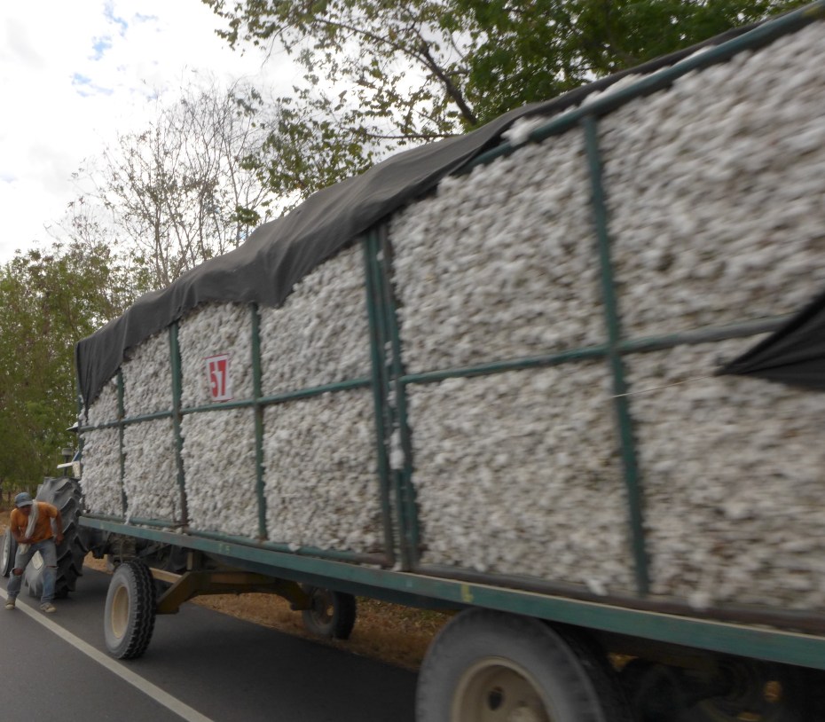 truck load of fresh picked cotton