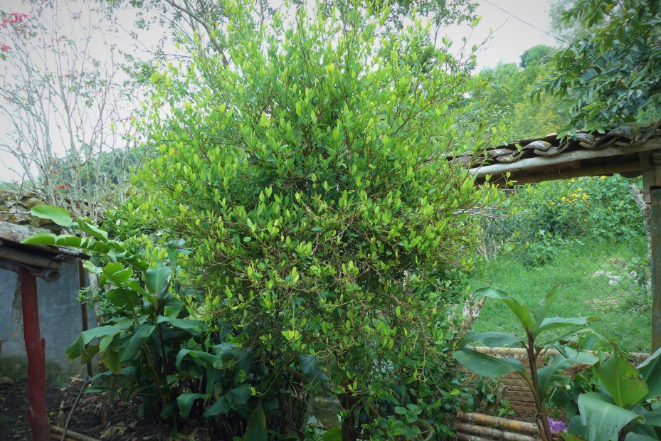 coca leaf tree
