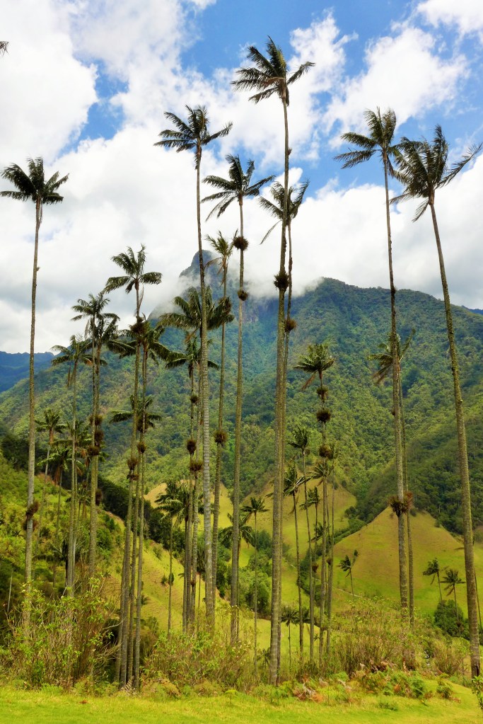 tallest palm wax trees on earth