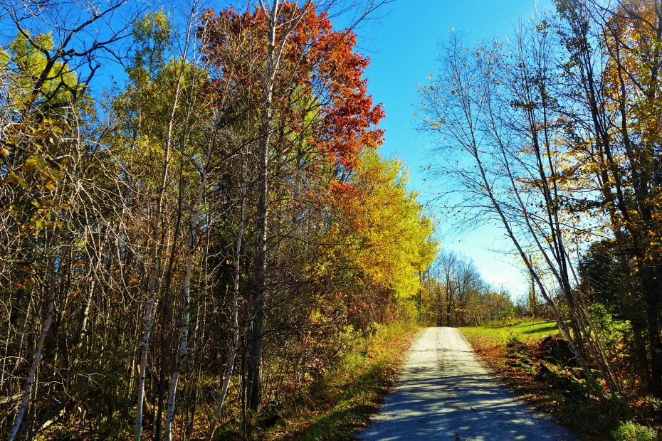 colours of fall at Bennett lake