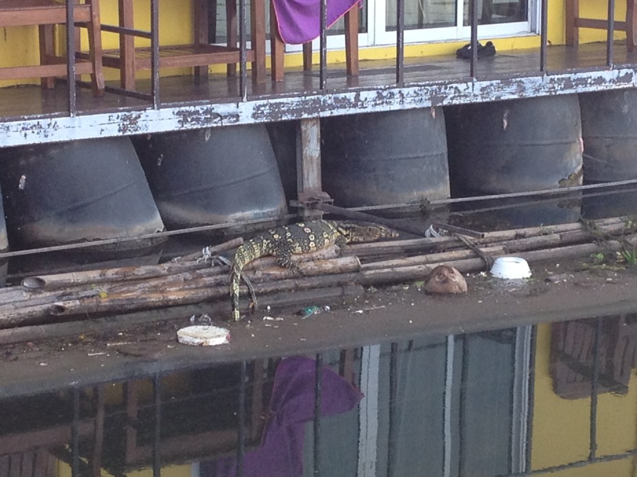 komodo dragon? I think..