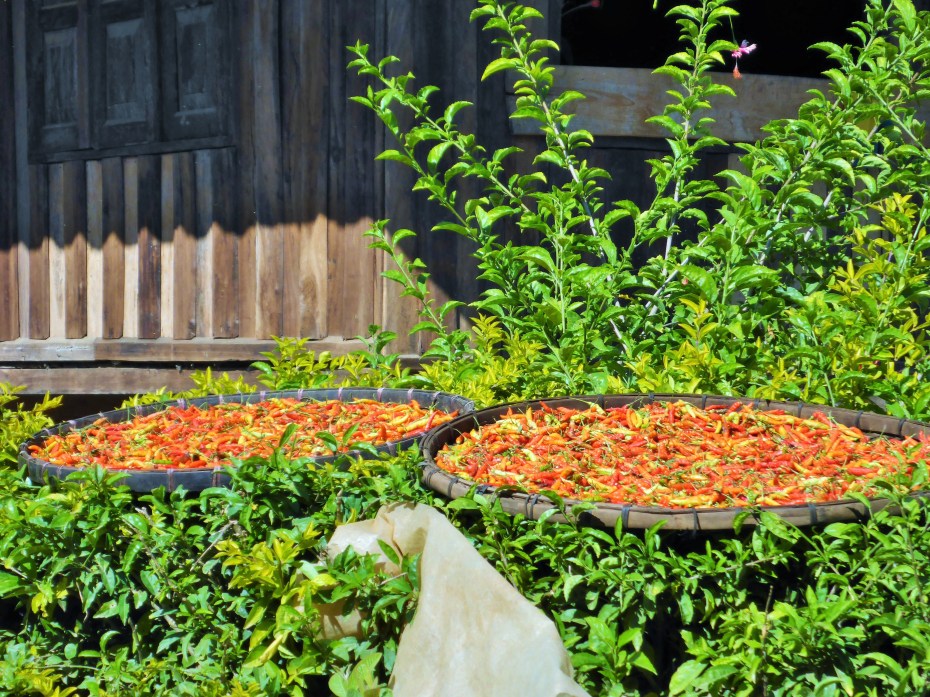  chilli peppers drying in the village