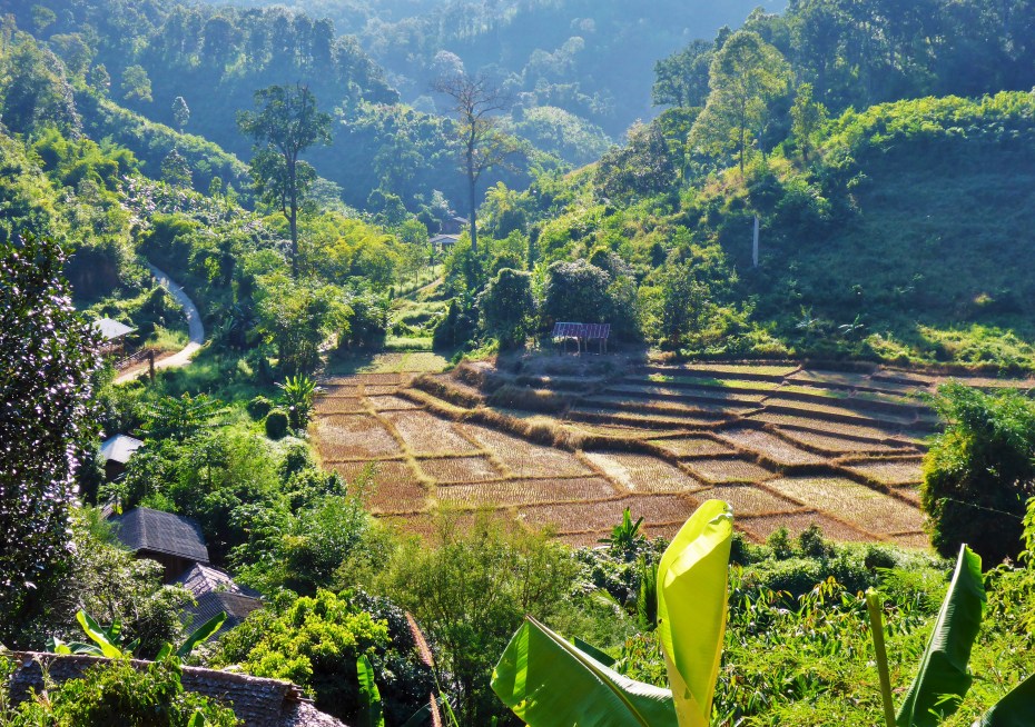 rice paddies everywhere up here