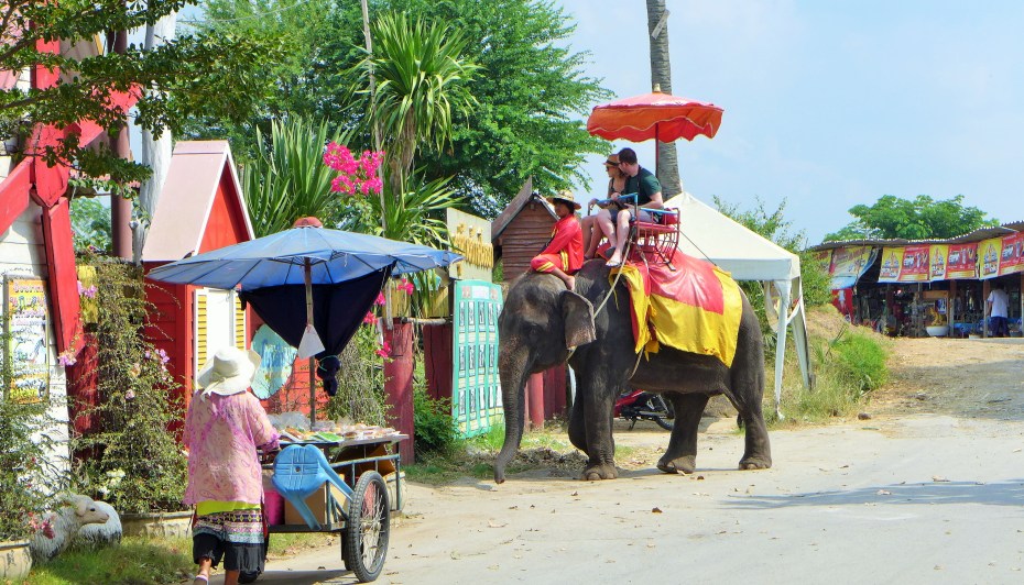elephants elephants everywhere
