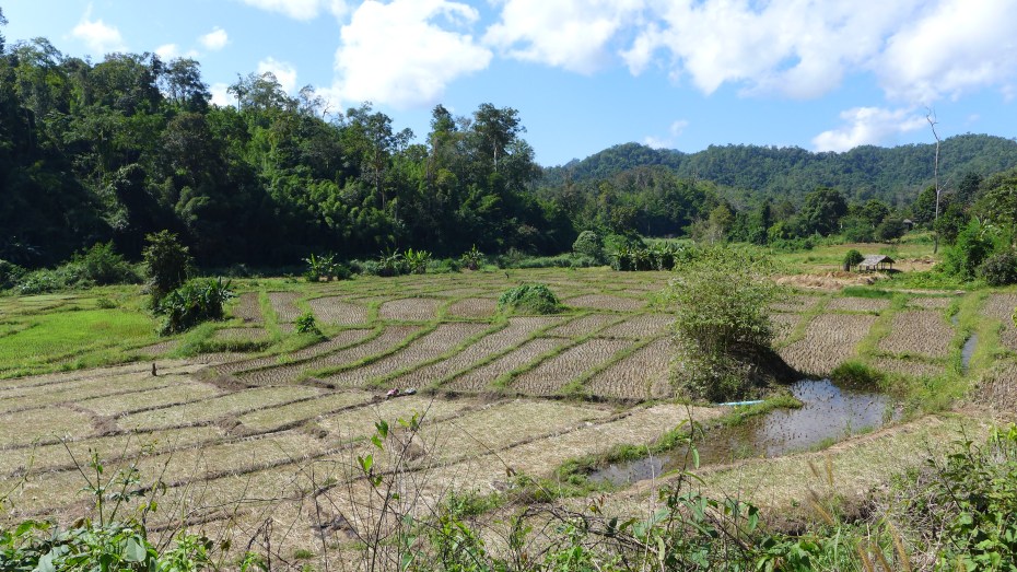 the rice paddies were nit being worked here at this time