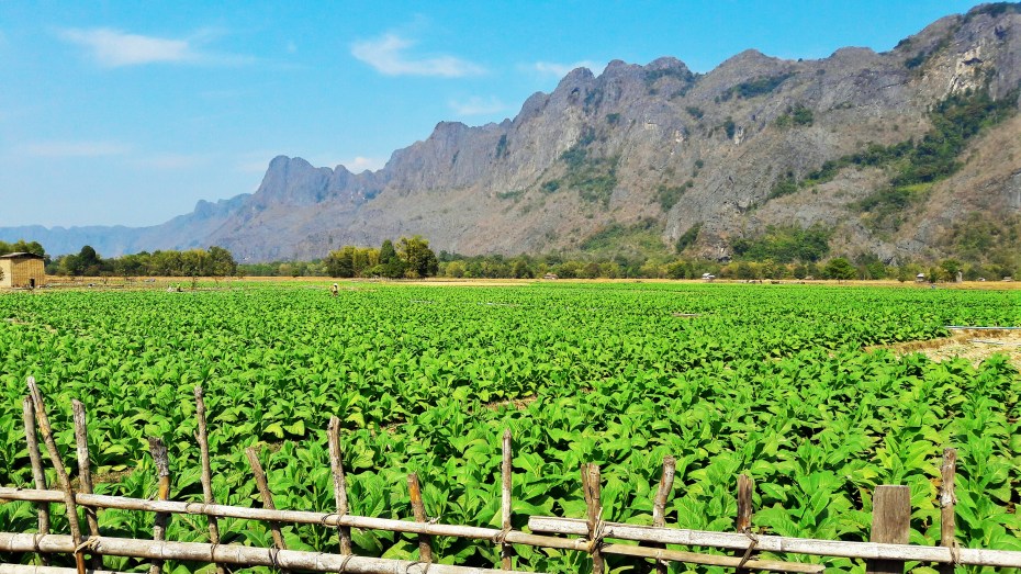 Tobacco grows everywhere in Konglor 