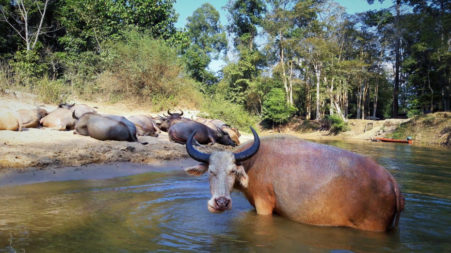 we're always receiving curious stares from the locals