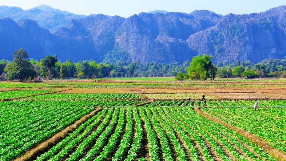 The towns people work hard in the hot sun using hand tools to work the fields