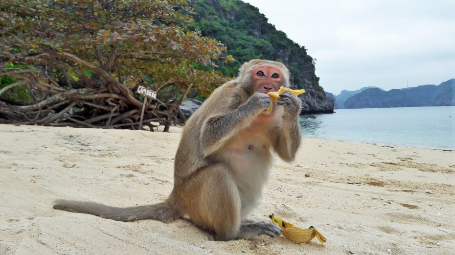 This cheeky bastard!