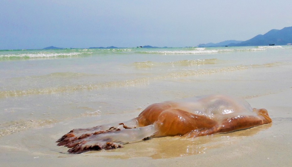 dead jelly fish are abundant along the way